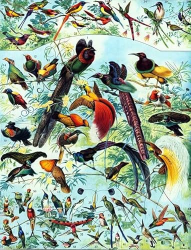 ZYHDK Puzzle 1000 Stück ,Colourful Irregular Puzzle ,Vintage Birds Illustrations ,Elderly Gedächtnis- Und Wahrnehmungs Spiele ,Adult Fun Challenge Toys Xd189Yk ZYHDK Puzzle 1000 Stück ,Colourful Irregular Puzzle ,Vintage Birds Illustrations ,Elderly Gedächtnis- Und Wahrnehmungs Spiele ,Adult Fun Challenge Toys Xd189Yk von ZYHDK