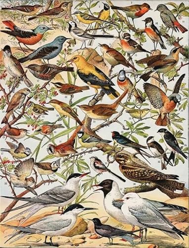 ZYHDK Puzzle 1000 Stück ,Colourful Irregular Puzzle ,Vintage Birds Illustrations ,Elderly Gedächtnis- Und Wahrnehmungs Spiele ,Adult Fun Challenge Toys Xd190Yk ZYHDK Puzzle 1000 Stück ,Colourful Irregular Puzzle ,Vintage Birds Illustrations ,Elderly Gedächtnis- Und Wahrnehmungs Spiele ,Adult Fun Challenge Toys Xd190Yk von ZYHDK
