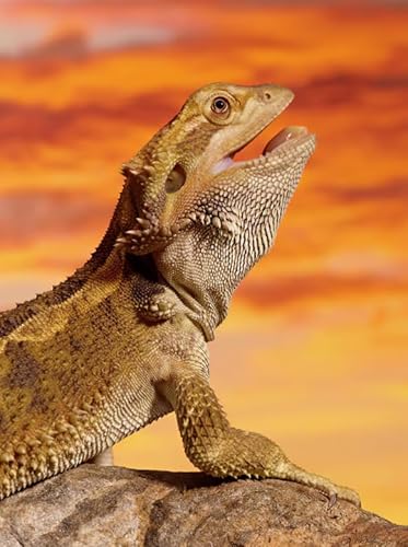 ZYHDK Puzzle 1500 Stück, Irregular Puzzles, Gifts, Animal Lizards Posters, Gedächtnis Spiele Für Erwachsene, Spielzeug Zum Stressabbau Für Die Ganze Familie, Wall Decor, Dh468Sz von ZYHDK