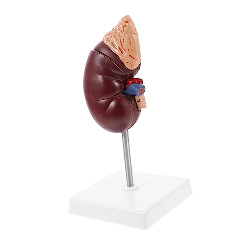 Zerodeko 1 Stück Anatomisches Modell Menschlichen Niere mit Abnehmbarem Design Stand für Medizinische Ausbildung Patientenschulung Detaillierte Darstellung Inneren Strukturen Zerodeko 1 Stück Anatomisches Modell Menschlichen Niere mit Abnehmbarem Design Stand für Medizinische Ausbildung Patientenschulung Detaillierte Darstellung Inneren Strukturen von Zerodeko