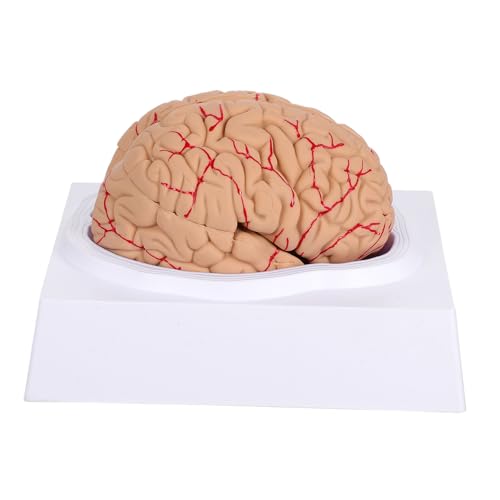 Zerodeko 1 Stück Gehirnmodell Anatomisches Modell für Medizinische Studien Detaillierte für Lehrer Eltern Fördert Koordination Verständnis von Zerodeko