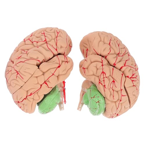 Zerodeko 1 Stück Gehirnmodell Display-Modell des Gehirns lebensechtes Modell der Gehirnanatomie schaufensterpuppe Anatomisches Modell des menschlichen Gehirns Modell des Gehirnsystems PVC von Zerodeko