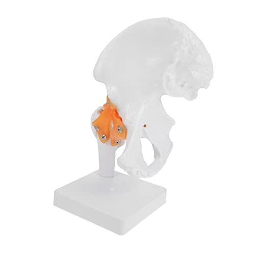 Zerodeko 1 Stück Hüftgelenk Modell aus Anatomisches Skelett Modell für Medizinische Ausbildung Schulungen Detailliertes für Studien Gesundheitslehre von Zerodeko
