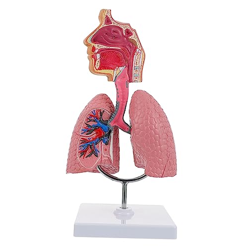 Zerodeko 1 Stück Medizinisches Atemsystemmodell Anatomisches Lungenmodell für Unterrichtszwecke Detaillierte Funktionale Darstellung für Ausbildungseinrichtungen von Zerodeko