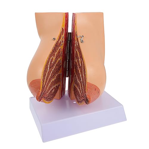 Zerodeko 1 Stück Weibliches Brust Anatomiemodell Human Anatomy Teaching Tool für Medizinstudenten Flexibles Design zur Erklärung Bruststruktur für Trainingsinstitutionen Zerodeko 1 Stück Weibliches Brust Anatomiemodell Human Anatomy Teaching Tool für Medizinstudenten Flexibles Design zur Erklärung Bruststruktur für Trainingsinstitutionen von Zerodeko