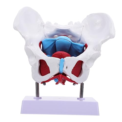 Zerodeko 1 Stück medizinische Lehrmittel Bildungsmodell lehrreich menschlich Lehre für weibliches beckenmodell -Training weibliches Skelett-Beckenmodell Beckenstrukturmodell PVC von Zerodeko