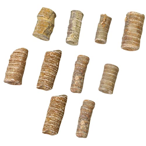 Zerodeko 10St Crinoid-Stamm- fossilien wohnungseinrichtung Meerestiere-Exemplare Einzigartige Fossilien Fossilien-Sammlung Modell Dekoration pädagogisches für Zerodeko 10St Crinoid-Stamm- fossilien wohnungseinrichtung Meerestiere-Exemplare Einzigartige Fossilien Fossilien-Sammlung Modell Dekoration pädagogisches für von Zerodeko