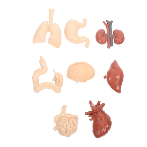 Zerodeko 1Satz Menschliches Körpermodell Teiliges Kognitives Modell Für Realistische Anatomische Spielzeuge Aus Langlebigem Material Für Lehrmittel Lernzwecke von Zerodeko
