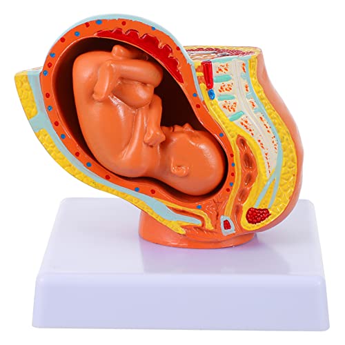 Zerodeko 1Stück Weibliches Modell Vollzeit Fötus Modell Anatomisches Modell Für Medizinische Ausbildung Hochwertiges Realistische Darstellung Für Lehrzwecke Zerodeko 1Stück Weibliches Modell Vollzeit Fötus Modell Anatomisches Modell Für Medizinische Ausbildung Hochwertiges Realistische Darstellung Für Lehrzwecke von Zerodeko