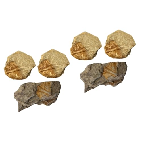 Zerodeko 2 Sätze Trilobiten Dinosaurier Zubehör Set Für Reptilien Mit Haube Dinosaurier Partygeschenke Gliederfüßer Leopardgecko Aquarium Zubehör Gecko Pflanzen Edelstein 3 Stück * 2 von Zerodeko