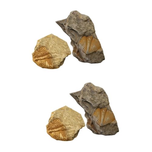 Zerodeko 2 Sätze Trilobiten Fossilien Dekorationsornamente Für Unterricht Pädagogisches Modell Für Tischdekoration Für Wissenschaftliche Projekte Sammlungen Für Paläontologie 2 Stücke * 2 Zerodeko 2 Sätze Trilobiten Fossilien Dekorationsornamente Für Unterricht Pädagogisches Modell Für Tischdekoration Für Wissenschaftliche Projekte Sammlungen Für Paläontologie 2 Stücke * 2 von Zerodeko