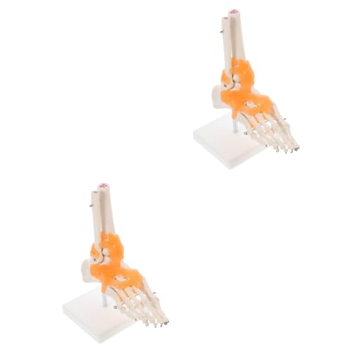 Zerodeko 2 Stck. Fußgelenk Skelett Modell mit Künstlichen Bändern Anatomisches Lehrmittel mit Fußknochen und Sockel Medizinisches Fußgelenkmodell für Unterricht und Patienteninformation von Zerodeko