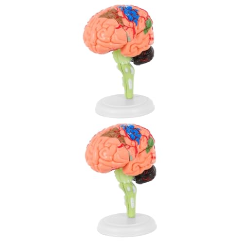 Zerodeko 2 Stck. Gehirnmodell übereinstimmen Anatomiemodell Anatomie -Modelle Modell des menschlichen Gehirns Anatomie -Studienmodelle menschliches Gehirn anatomisches Modell PVC von Zerodeko