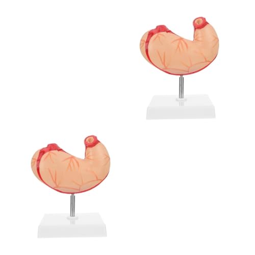 Zerodeko 2 Stck. Magen -Anatomie -Modell Magenmodell Lehre anatomisches Modell Wirbelsäule realistisch Skelett Magen anatomisches modell Anatomisches Modell des menschlichen Magens Plastik von Zerodeko