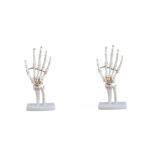 Zerodeko 2 Stück Hand Skelett Modell mit Basis Anatomisches Modell Menschlichen Handgelenke für Wissenschaftliche Bildungszwecke Arztpraxen für Anatomische Studien Patientenaufklärung von Zerodeko