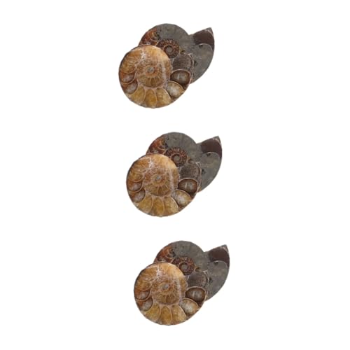 Zerodeko 3 Sätze Ammonitenmodelle Als Ammoniten-skulptur Wissenschaftliches Exemplar Ammoniten-exemplar Lehrammonitenexemplar Natürliches Muschelfossil Dunkelbraun 2 Stück * 3 Zerodeko 3 Sätze Ammonitenmodelle Als Ammoniten-skulptur Wissenschaftliches Exemplar Ammoniten-exemplar Lehrammonitenexemplar Natürliches Muschelfossil Dunkelbraun 2 Stück * 3 von Zerodeko