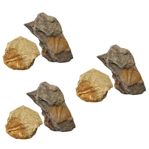 Zerodeko 3 Sätze Trilobiten Desktop Ornament Für Bildungszwecke Dekoration Lehrmaterial Für Paläontologie Kreative Gestaltung Von Klassenzimmern 2 Stücke * 3 von Zerodeko