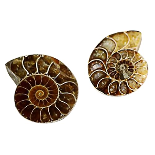 Zerodeko 4 Sätze Fossilien Lehrmaterial Für Hochwertige Dekoration Große Exemplare Für Unterricht Home Dekoration 2 Stück * 4 von Zerodeko