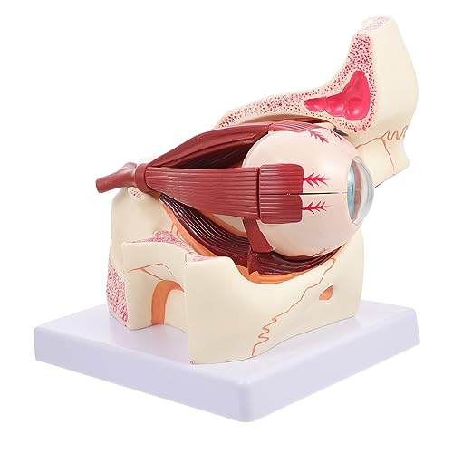 Zerodeko Anatomiemodell Vergrößertes Menschliches Auge mit Iris Hornhaut Sehnerv für Medizinische Schulungen Anatomieunterricht Zerlegbar Detailgetreu Handbemalt von Zerodeko