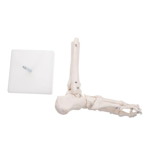 Zerodeko Anatomisches Fußgelenkmodell aus Flexibles Fußskelett mit Beweglichen Gelenken für Medizinische Ausbildung Patientenschulungen Anatomieunterricht für Kliniken von Zerodeko