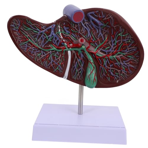 Zerodeko Anatomisches Modell Der Leber Modell Der Leberanatomie Medizinisches Lebermodell Anatomisches Lebermodell Anatomie Des Körpermodells 3d-lebermodell Menschlich Lehre Plastik Zerodeko Anatomisches Modell Der Leber Modell Der Leberanatomie Medizinisches Lebermodell Anatomisches Lebermodell Anatomie Des Körpermodells 3d-lebermodell Menschlich Lehre Plastik von Zerodeko