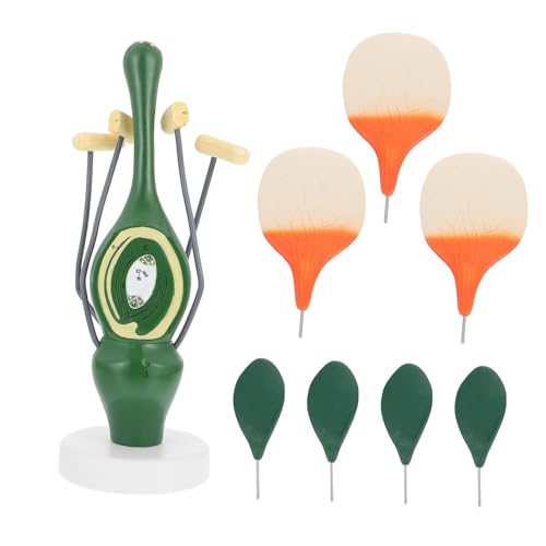 Zerodeko Anatomisches Modell Vergrößerte Dikotyledon Pflanzenstruktur Lehrmodell für Biologie Unterricht und Schulausstellung Zerodeko Anatomisches Modell Vergrößerte Dikotyledon Pflanzenstruktur Lehrmodell für Biologie Unterricht und Schulausstellung von Zerodeko