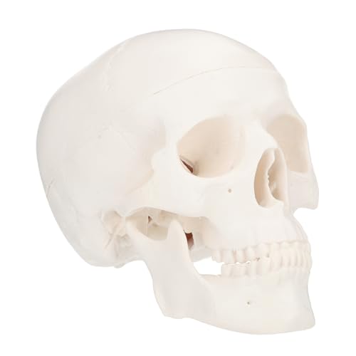 Zerodeko Detachable Mini Kunststoff Schädelmodell für Kunstmalerei und Abnehmbarer Desktop Schädel Plastisches Lehrmodell für Medizinische Strukturstudien Langlebig und Präzise Gefertigt von Zerodeko