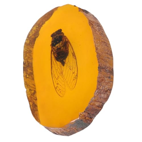 Zerodeko Exemplar eines Insektensteins Insekt Bernstein -ls pädagogische Bugs Exemplar Insektenprobe Bernsteinexemplar Insekt-Bernstein-Exemplar Wohnkultur Harz Orange Zerodeko Exemplar eines Insektensteins Insekt Bernstein -ls pädagogische Bugs Exemplar Insektenprobe Bernsteinexemplar Insekt-Bernstein-Exemplar Wohnkultur Harz Orange von Zerodeko