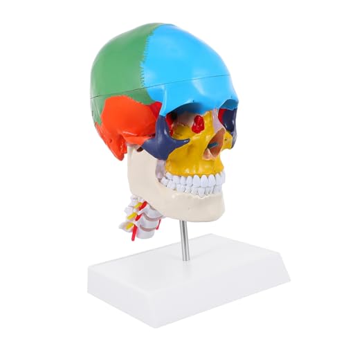 Zerodeko Farbiges Schädelmodell Schaufensterpuppe Schädel Für Anatomiestudenten Anatomie -modelle Anatomisch Korrekter Schädel Abnehmbares Schädelmodell Schädel-lehrmodell Pvc von Zerodeko