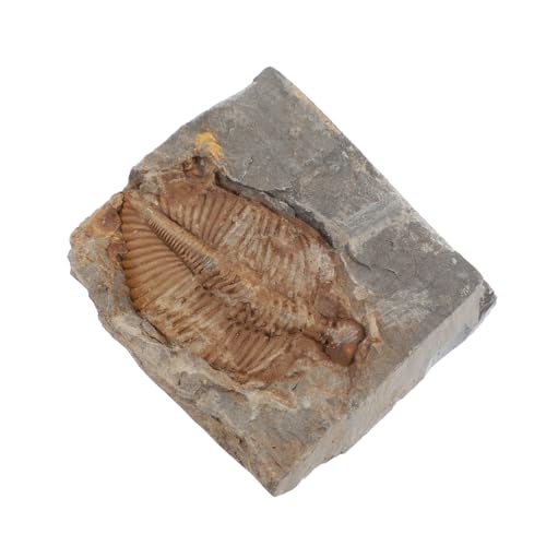 Zerodeko Fossiles Exemplar Trilobit Probe Exemplare von Zerodeko