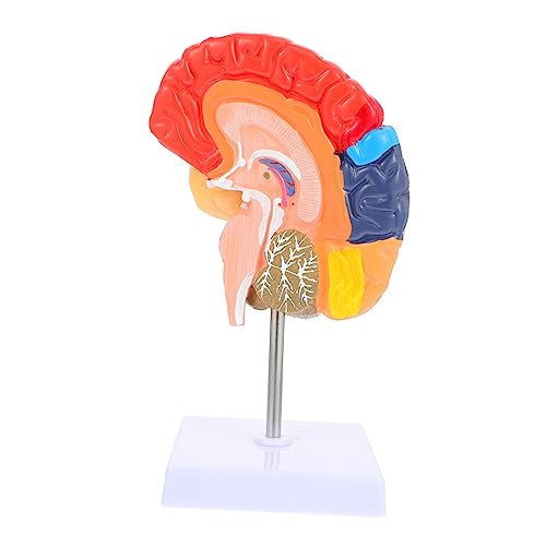 Zerodeko Gehirn Lehrmodell Detailliertes Gehirnmodell Gehirnmodell Für Den Unterricht Lebendiges Menschliches Gehirnmodell Halbhirnmodell Gehirn Anzeigemodell Anatomie Des Menschlichen Zerodeko Gehirn Lehrmodell Detailliertes Gehirnmodell Gehirnmodell Für Den Unterricht Lebendiges Menschliches Gehirnmodell Halbhirnmodell Gehirn Anzeigemodell Anatomie Des Menschlichen von Zerodeko