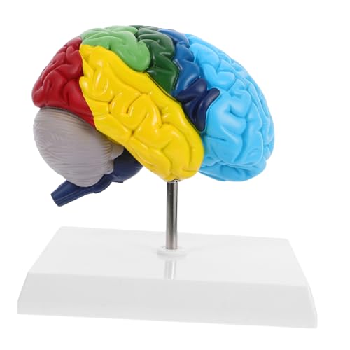Zerodeko Gehirnmodell Robustes Modell : Gehirn Modell Gehirn Studienmodell Schulungsmodell Gehirn Neuroanatomie Anatomisches Modell des Gehirns Modell der Gehirnanatomie Anatomiemodell PVC von Zerodeko