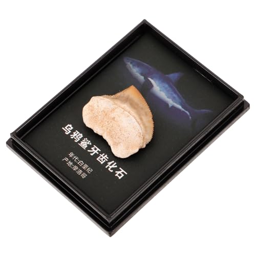 Zerodeko Haifischzähne Schreibtisch-gadgets Schlafzimmer Ornamente Bürodekor Zahn Schmuck Für Zu Hause Hai-wohnkultur Neuheit Wohnkultur Regaldekorationen Natürliches von Zerodeko