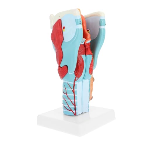 Zerodeko Halsmodell Modell der Halsanatomie anatomischer Apparat Modell des menschlichen Halses PVC von Zerodeko
