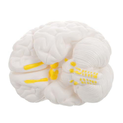 Zerodeko Hirnanatomie -Lehrmodell menschliche Hirnfigurmodell Strukturmodell des menschlichen Gehirns anatomisches Schaumodell Figur abnehmbares Gehirnmodell PVC Weiß von Zerodeko