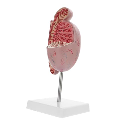 Zerodeko Hodenmodell schaufensterpuppe Anatomiemodell des menschlichen Torsos Anatomie modelliert den menschlichen Körper Anatomie -Modelle Orgelmodelle Modell der anatomischen Organe PVC Zerodeko Hodenmodell schaufensterpuppe Anatomiemodell des menschlichen Torsos Anatomie modelliert den menschlichen Körper Anatomie -Modelle Orgelmodelle Modell der anatomischen Organe PVC von Zerodeko