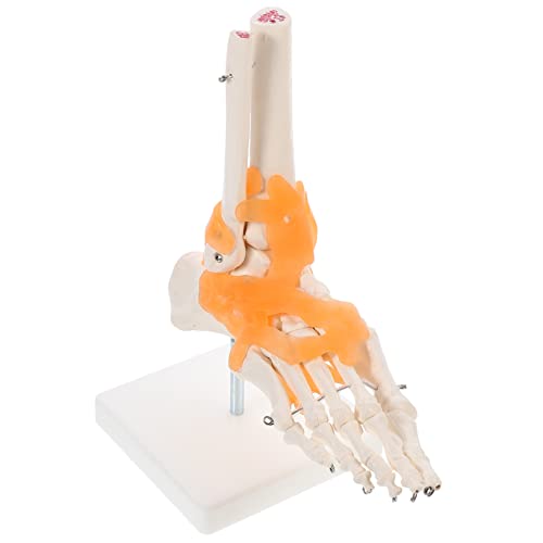Zerodeko Human Foot Joint Modell mit Flexiblen Bändern Lebensgroßes Anatomisches Fußskelett aus Geruchlos Umweltfreundlich Medizinisches Lehrmodell für Kliniken Unterricht von Zerodeko