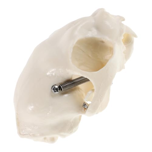 Zerodeko Katzenschädel Anatomisches Modell Realistisches Skelett für Dekoration Unterricht Halloween Langlebig Detaillierte Verarbeitung Umfassender Leitfaden Zerodeko Katzenschädel Anatomisches Modell Realistisches Skelett für Dekoration Unterricht Halloween Langlebig Detaillierte Verarbeitung Umfassender Leitfaden von Zerodeko