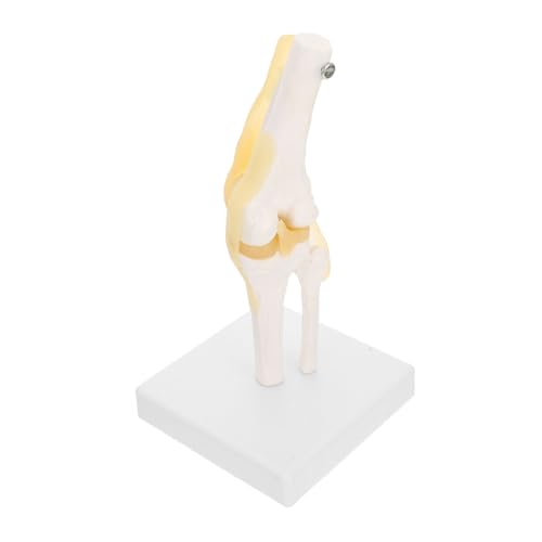 Zerodeko Kniemodell Kniegelenkmodell für den Unterricht medizinisches kniegelenkmodell Menschliches Gelenkmodell Knie Anatomiemodell menschliches Anatomie -Modell kniegelenk modell Plastik von Zerodeko