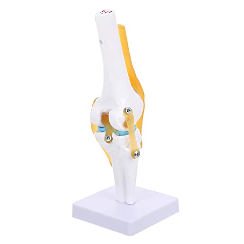 Zerodeko Lebensgroßes Trainingsmodell für Medizinische Lehrmittel Flexibles Design zur Demonstration von Beugung Streckung Rotation Zerodeko Lebensgroßes Trainingsmodell für Medizinische Lehrmittel Flexibles Design zur Demonstration von Beugung Streckung Rotation von Zerodeko