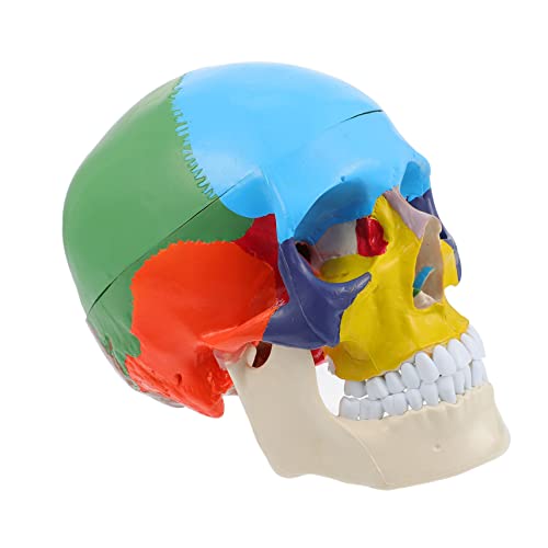 Zerodeko Medizinisches Anatomisches Schädelmodell Farbiger Menschlicher Schädelkopf Für Lehrzwecke Detailliertes Anatomisches Modell Zur Schulung Lebensgroße Nachbildung von Zerodeko