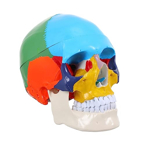 Zerodeko Medizinisches Anatomisches Schädelmodell Lebensgroßer Farbiger Schädel für Anatomieunterricht Kreative Gestaltung für Lehrer Medizinische Ausbildung Zerodeko Medizinisches Anatomisches Schädelmodell Lebensgroßer Farbiger Schädel für Anatomieunterricht Kreative Gestaltung für Lehrer Medizinische Ausbildung von Zerodeko