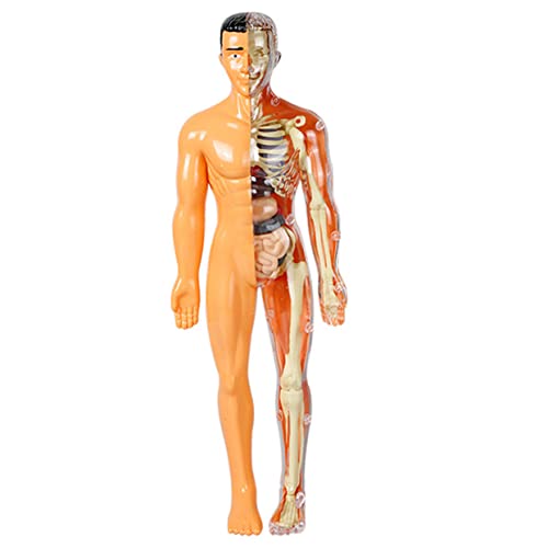 Zerodeko Menschliches Organmodell Skelettspielzeug Kinderspielzeug Modelle Lernspielzeug Für Von 5–7 Jahren Menschlicher Körper Für Menschliche Anatomie Wissenschaftsbausätze Für von Zerodeko