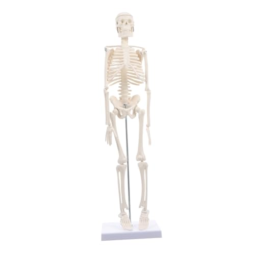 Zerodeko Menschliches Skelettmodell Beweglich und Zerlegbar Knochenmodell für Medizinische Lehre und Anatomische Simulation Geeignet für Unterricht und Krankenhausgebrauch Zerodeko Menschliches Skelettmodell Beweglich und Zerlegbar Knochenmodell für Medizinische Lehre und Anatomische Simulation Geeignet für Unterricht und Krankenhausgebrauch von Zerodeko