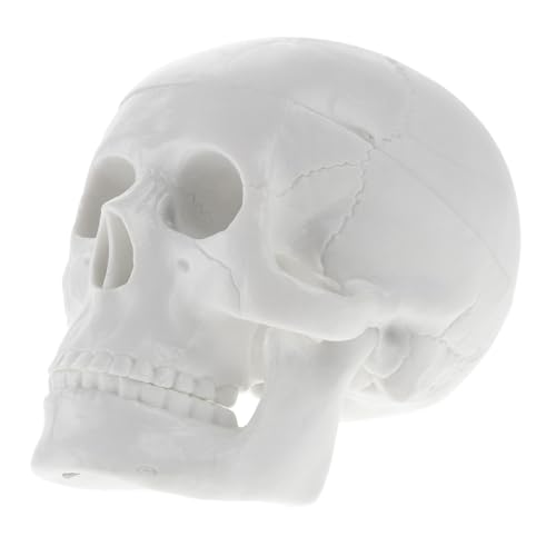 Zerodeko Miniatur Schädelmodell aus Robustem PVC Realistische Darstellung Kleines Dekoratives Skelett für Medizinstudenten und Künstler für Unterricht Halloween Dekoration und Zeichnen von Zerodeko