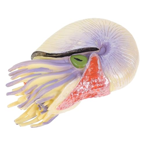 Zerodeko Nautilus Modell für Kinder Realistisches Nautilus Spielzeug Desk Dekoration Simulation Ocean Life Fördert Kreativität und Vorstellungskraft von Zerodeko