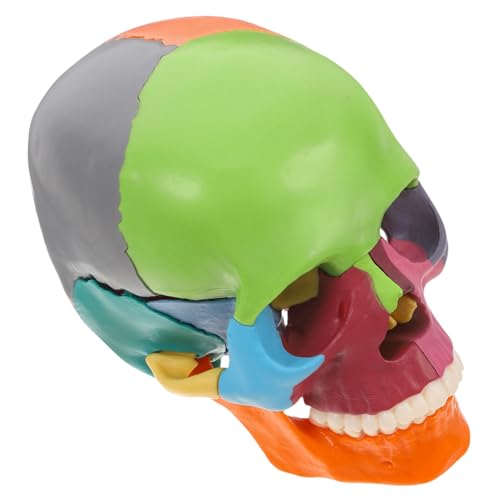 Zerodeko Schädelmodell Schädelanatomie Realistischer Menschlicher Schädelkopf Realistischer Schädel Menschliches Gehirn Anatomisches Modell Anatomie Und Physiologie von Zerodeko
