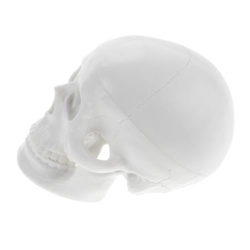 Zerodeko Schädelmodell Skelett Knochen Halloween anatomisch Gothic Modell der Schädelanatomie -Modell- künstliche Schädelverzierung Anatomiemodell PVC Weiß Zerodeko Schädelmodell Skelett Knochen Halloween anatomisch Gothic Modell der Schädelanatomie -Modell- künstliche Schädelverzierung Anatomiemodell PVC Weiß von Zerodeko