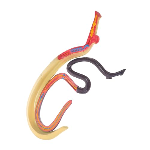 Zerodeko Schistosomia Hilfsmodell Für Die Biologie Anatomisches Modell Tiermodell Kognitives Tier Requisit Kognitives Modell Gefälschtes Schistosoma Modell Anatomiemodell Zerodeko Schistosomia Hilfsmodell Für Die Biologie Anatomisches Modell Tiermodell Kognitives Tier Requisit Kognitives Modell Gefälschtes Schistosoma Modell Anatomiemodell von Zerodeko