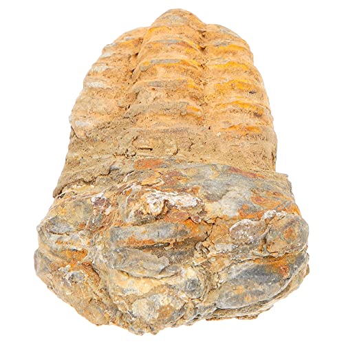 Zerodeko Trilobiten- Trilobit-Probe Dekorationsstudent Unterricht Trilobiten-Modell Trilobiten-Exemplar Trilobitfigur Trilobiten-Schwanzschmuck Stein von Zerodeko